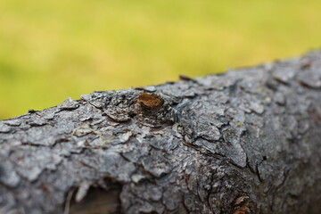 Cracked bark on an old tree