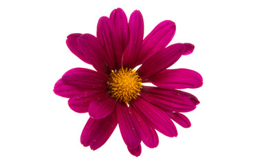 chrysanthemum isolated