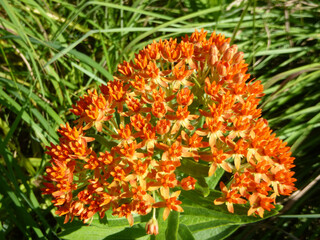 Blooming Orange Natural Plant in Grass