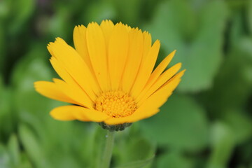 Open yellow bud with green background