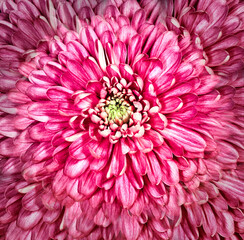 flower  pink  chrysanthemum. Floral 
 background. Closeup. Nature.   
