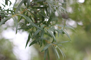 Close up image of sea buckthorn leaves with blurred background