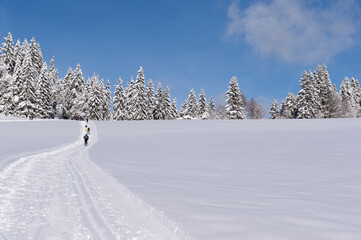 Langläufer in der Loipe. Im Hintergrund verschneite Bäume an einem sonnigen Tag fotografiert