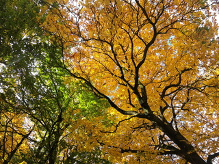 Autumn, Fall, Orange leafs, Tree branches, Forest Woodland, Poland
