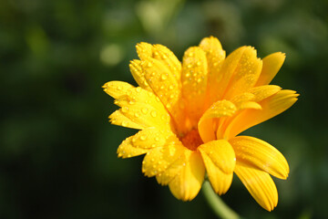 Yellow flower with dew drops on petals