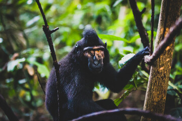 Closeup of a Celebes crested macaque on trees in a jungle with a blurry background