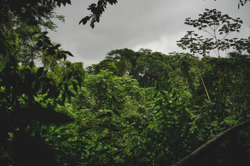 Selva Lacandona en el estado de Chiapas, México
