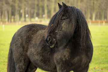 Rained on Friesian horse with uncombed hair