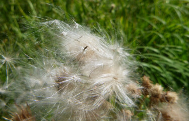 Natural White Soft Wispy Plant