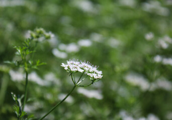 Thriving Tiny White Natural Flowers