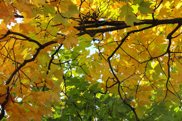 Gold and Green September Leaves