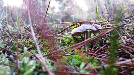 Grey color mushroom on pine forest Kouvara Greece 