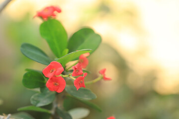 Red Euphorbia milli flower beautiful floral by nature with green leaf under sun light 
