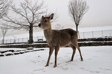雪景色の奈良公園