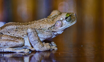 Hyla tree frog in a lodge on the Tambopata River, Peruvian Amazon