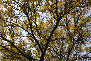 Fototapeta premium Brown and Green September Leaves