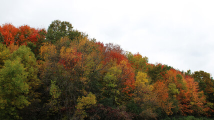 Multicolored Bright October Trees Outdoors