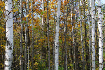 Birch Trees with Autumn Leaves