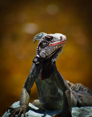 Sunning Iguana
