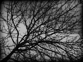 Black and White Winter Tree Branches Outside