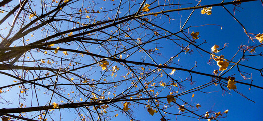 Branches with Crisp Brown Autumn Leaves