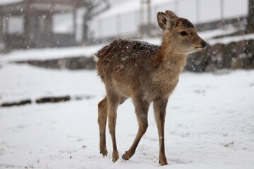 雪景色の奈良公園