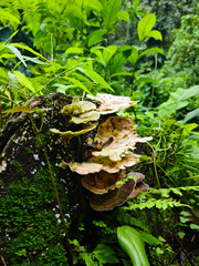 mushrooms in the tropical forest.
Guadeloupe, french carribean Island. West indies, travel