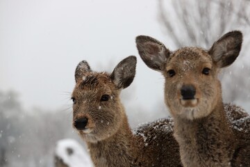 雪景色の奈良公園