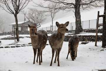 雪景色の奈良公園