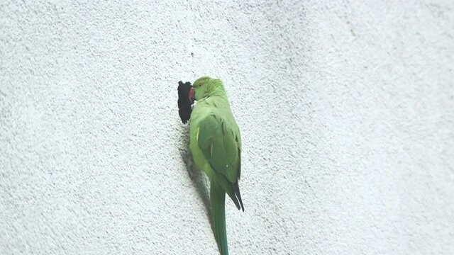 these wild parrots in cologne city are pretty uncommon to see its not usual to see green exotic birds flying through the streets. They now use house walls to nest.