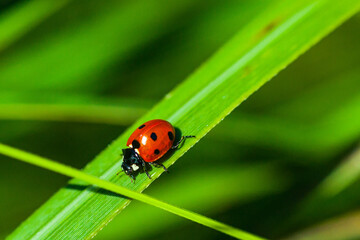ladybird insect nature wildlife leaf macro close up bug green beattle © Pawel