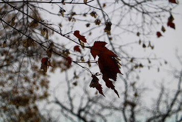 Red Autumn Tree Leaf Outside