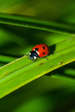 ladybird insect nature wildlife leaf macro close up bug green beattle