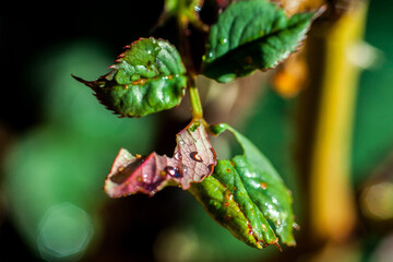 dew on grass water drops on grass green grass nature plant macro close up raindrop rose 