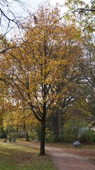 Fototapeta na wymiar the view through the autumn leaves of a tree into the sky