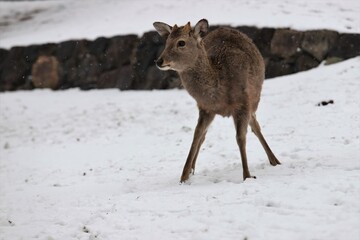 雪景色の奈良公園
