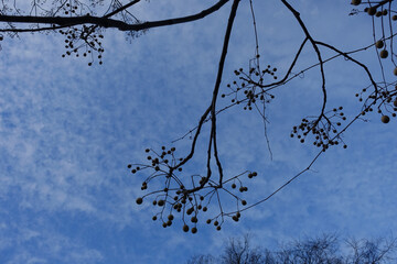 Bare Branches with Buds against a Dark Moody Blue Sky in Winter