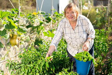 Naklejka na ściany i meble Happy elderly woman with harvest of green peppers in the garden. High quality photo