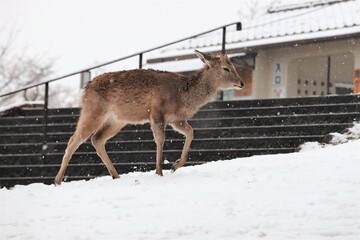 雪景色の奈良公園