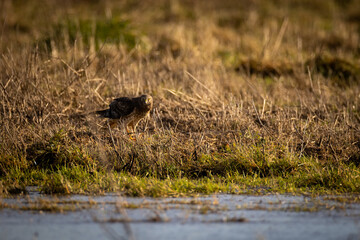Predator hawk bird standing alone in a grassy field eating a mouse or vole
