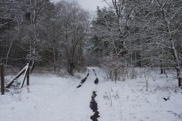Śnieżna zima w sosnowym lesie. © boguslavus