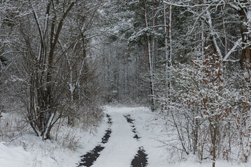 Śnieżna zima w sosnowym lesie. © boguslavus