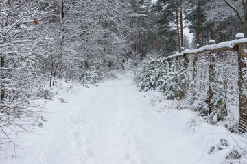 Śnieżna zima w sosnowym lesie.