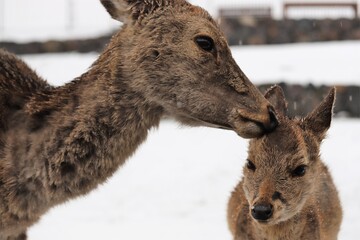Obraz premium 雪景色の奈良公園