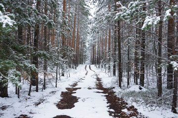 Śnieżna zima w sosnowym lesie. © boguslavus