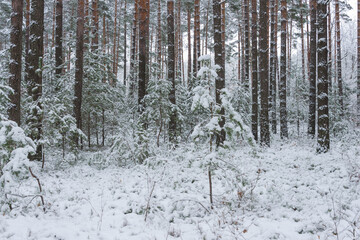 Sosnowy las zimą, pod grubą pokrywą śniegu. © boguslavus