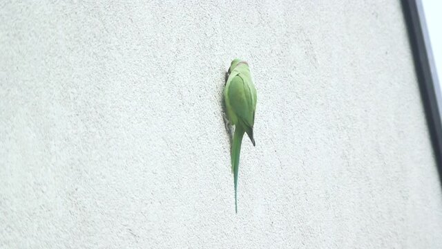 these wild parrots in cologne city are pretty uncommon to see its not usual to see green exotic birds flying through the streets. They now use house walls to nest.