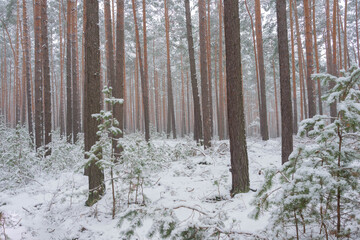 Sosnowy las zimą, pod grubą pokrywą śniegu. © boguslavus