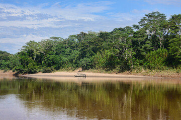 Fototapeta na wymiar The primary forest of the Tambopata Reserve, Peruvian Amazon