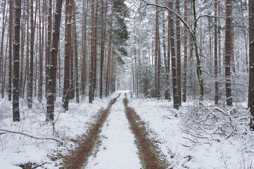 Śnieżna zima w sosnowym lesie.